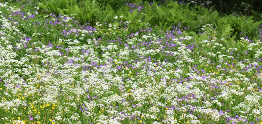 Im Fokus liegt eine grüne Wiese, auf der sich viele weiße, gelbe und violette Blumen befinden.