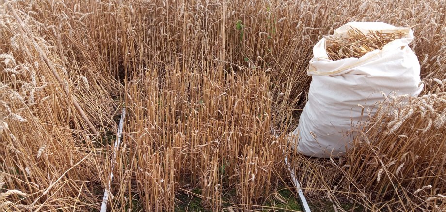 Auf einem Feld sieht man Weizen. Es steht dort ein Sack mit geerntetem Weizen. Ein Rahmen aus Metall liegt in dem Feld und bemisst etwas.