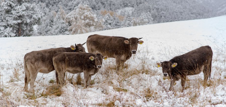 Vier braune Rinder stehen auf einer schneebedeckten Wiese und schauen in die Kamera. Im Hintergrund sieht man einen schneebedeckten Wald. 