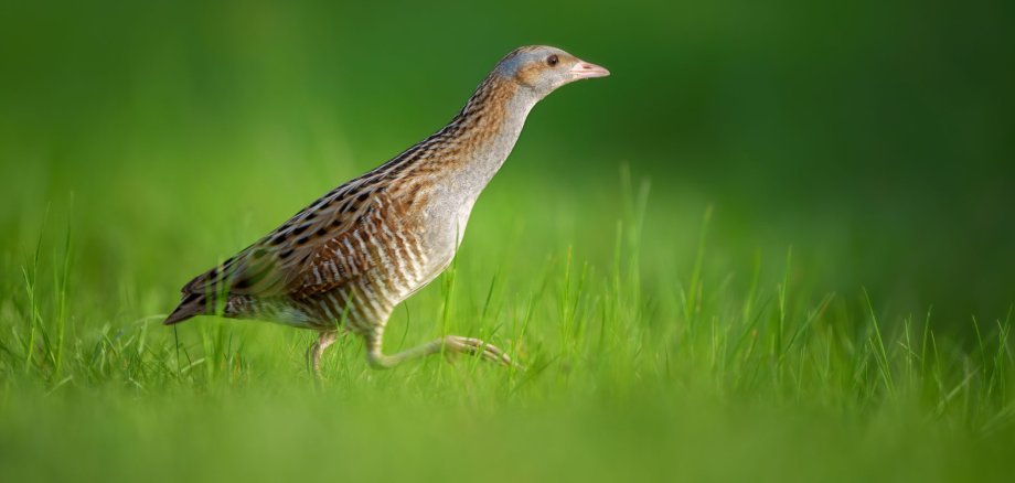 Ein Vogel steht auf einer grünen Wiese. Man kann die Grashalme der Wiese erkennen.