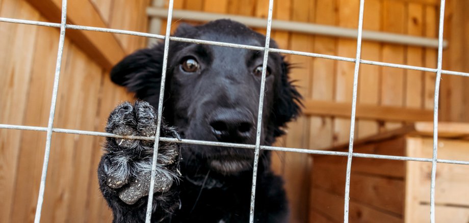 Schwarzer, traurig blickender Hund hinter einem Eisengitter sitzt im Käfig.