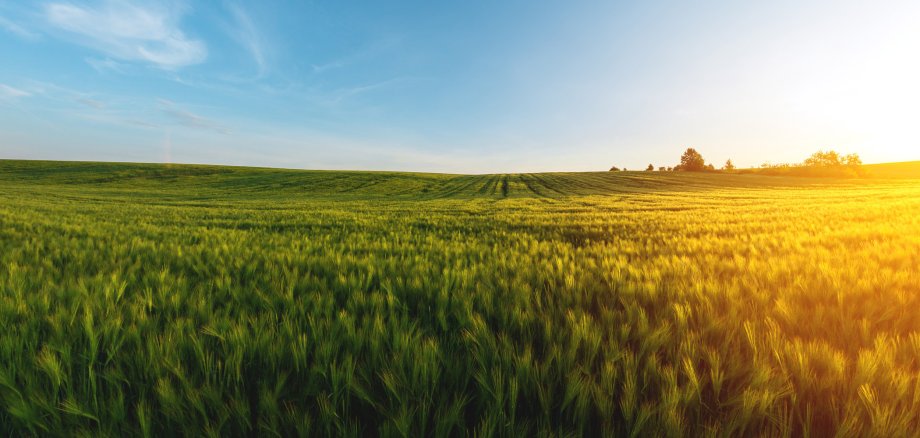 Landschaftbild eines großen Getreidefeldes mit noch grünen Pflanzen. Rechts gelbe Lichteinstrahlung aufgrund des Sonnenuntergangs. Blauer Himmel mit angedeuteten Schleierwolken.