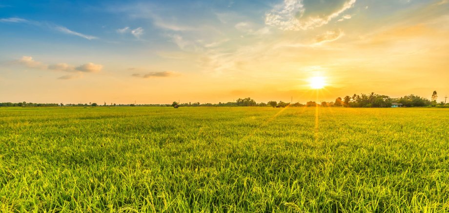 Landschaftbild einer grünen Wiese. Im Hintergrund Sonnenuntergang mit grüner Baumreihe und einem blau-orange gefärbtem Himmel mit wenigen Wolken.