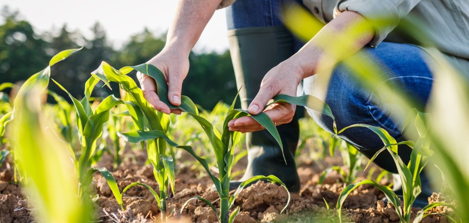Nahaufnahme eines Maisfeldes mit kleinen Maispflanzen. Ein Landwirt - nur Hände, Arme und Beine mit Gummistiefeln zu sehen - untersucht eine Maispflanze, indem er zwei Blätter zwischen seinen Fingern hält. 