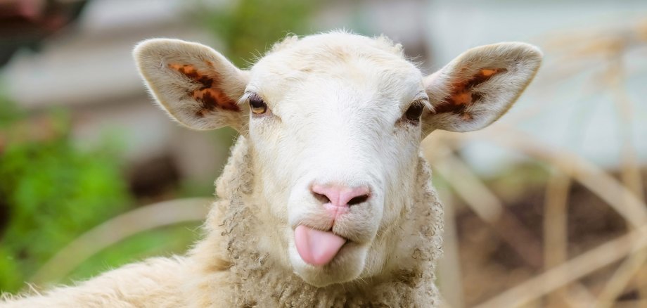 Ein weißes Schaf schaut direkt in die Kamera und streckt seine Zunge heraus. Das Schaf hat ein wolliges Fell und seine Ohren stehen ab. Der Hintergrund ist leicht verschwommen und zeigt eine grüne Umgebung.